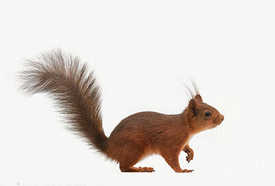  Photograph - Profile  Of Red Squirrel Standing In An White Background by Geert Weggen