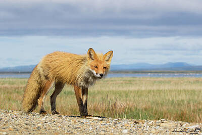  Photograph - Red Fox at Safety Sound, NOme Alaska by Donald Quintana