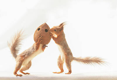  Photograph - Red Squirrel Having A Coconut Head  by Geert Weggen