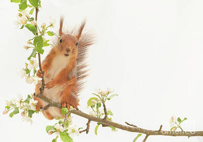  Photograph - Red Squirrel Holding On To Apple Flower Branches   by Geert Weggen