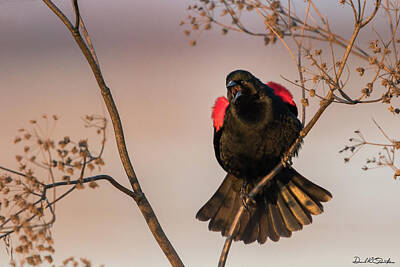  Photograph - Red-winged Blackbird in Song by Donald Quintana