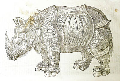  Drawing - Rhino by Jo Johnson