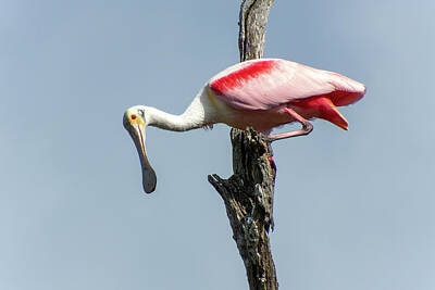  Photograph - Roseate Spoonbill by Jeffrey Holbrook