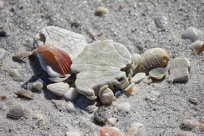  Photograph - Sea Shells by Deborah Hughes