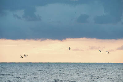  Photograph - Seagulls Flying by Flavio Massari