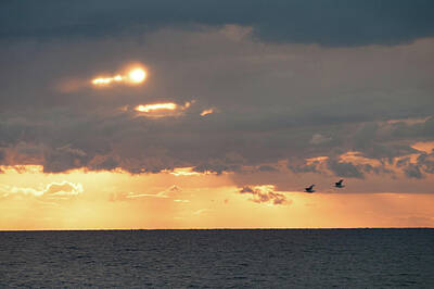  Photograph - Seagulls In Th Sunset by Flavio Massari