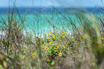  Photograph - Seaside Wildflowers by Kurt Lischka
