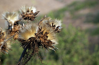  Photograph - Seed Heads by Scott Norton