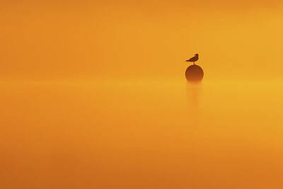  Photograph - Silhouette Series - The Lightness of Being by Roeselien Raimond