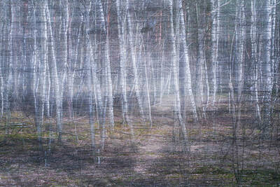  Photograph - Snow Forest by Julia Chodor