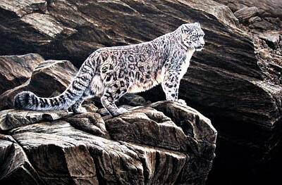  Painting - Snow Leopard on rock by Alan M Hunt
