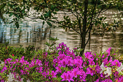  Photograph - Spring at Middleton Plantation by Louis Dallara