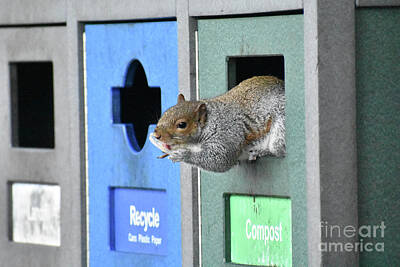  Photograph - Squirrel Enjoys Gourmet Recycling by Rose De Dan