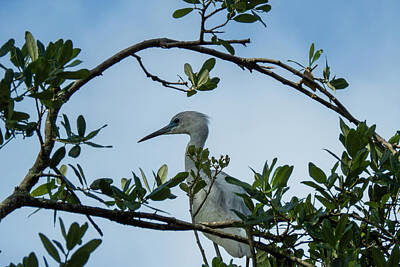  Photograph - St. Augustine Birds 4 by Jeffrey Holbrook