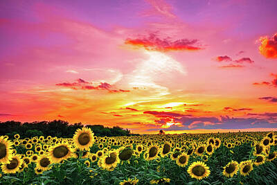  Photograph - Sunflower Sunset III by KC Hulsman