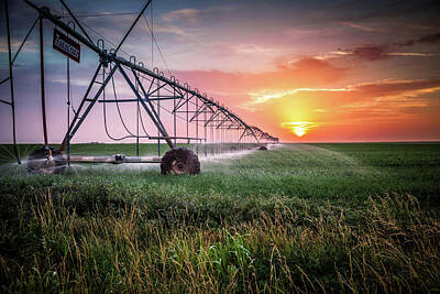 Sorghum Photos