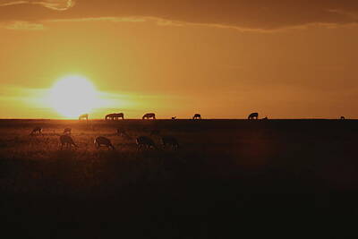  Photograph - Sunset Over the Maasai Mara by Alon Cassidy