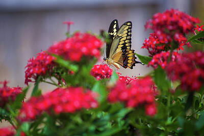  Photograph - Swallowtail Butterfly by Scott Norton