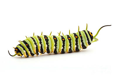 Monarch Caterpillar Art Prints