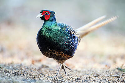  Photograph - The Blue Green Pheasant Beautys stroll by Torbjorn Swenelius