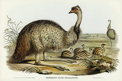 Emu Drawings