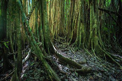  Photograph - Tree of Costa Rica by Emmanuel Rondeau