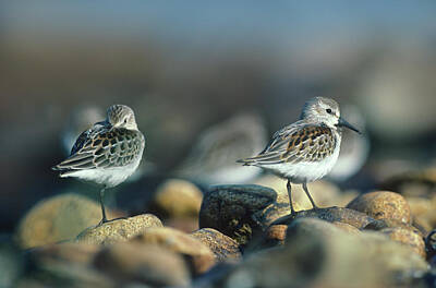 Sandpipers Photos