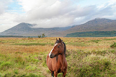  Photograph - Wild Horse of Mourne by Darren Forde