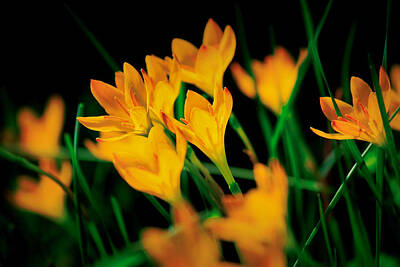  Photograph - Some Yellow Flowers by Montez Kerr
