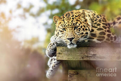 Amur Leopard Art Prints for Sale - Fine Art America