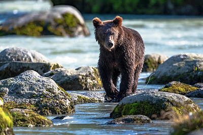  Photograph - Young Brown Bear fishing by Russell Cody