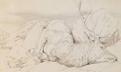 Designs Similar to A Dead Stag by Edwin Landseer