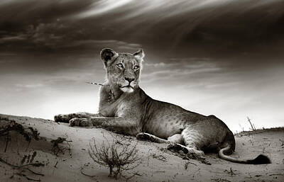 Designs Similar to Lioness on desert dune