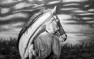 Wild Horse Drawings Art Prints