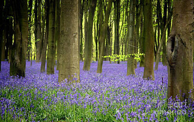 Forest Flower Photos