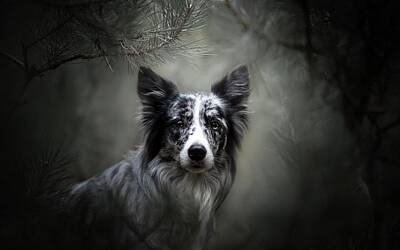 Designs Similar to Border Collie by Maye Loeser