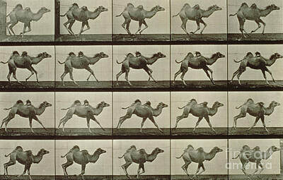 Designs Similar to Camel by Eadweard Muybridge