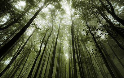  Photograph - Foggy Forest of Shenandoah by Vladimir Grablev