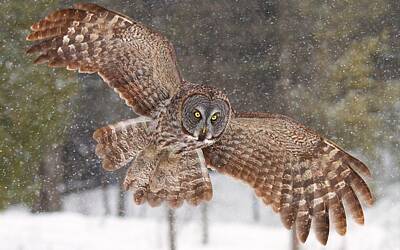 Great Grey Owl Photos