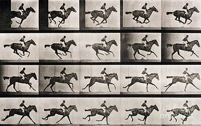 Leaping Horse Art Prints