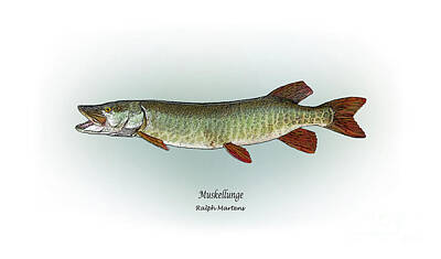 Designs Similar to Muskellunge by Ralph Martens