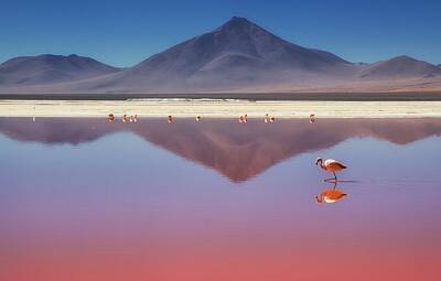 Flamingos Art