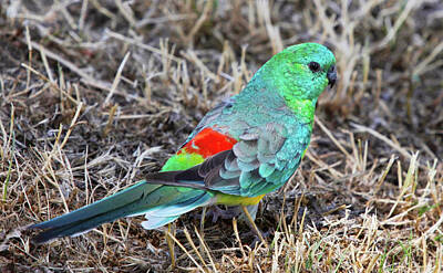 Designs Similar to Red-rumped Parrot