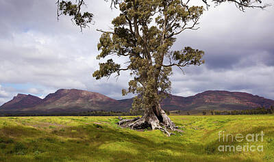 Designs Similar to The Cazneaux Tree