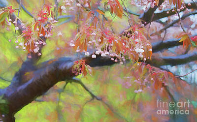  Photograph - Wet Cherry Blossoms by Colin Cuthbert