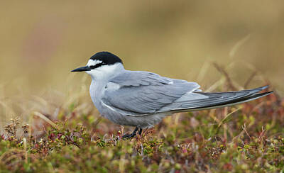 Aleutian Tern Photos