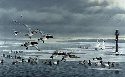 Flocks Of Ducks Art Prints