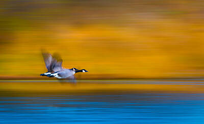 Wild Geese Flying Art Prints