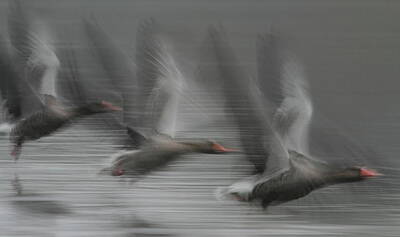 Greylag Geese Digital Art