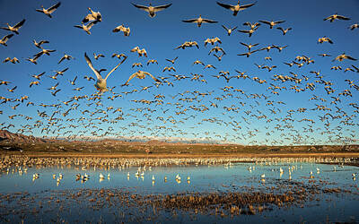Flocks Of Birds Photos Art Prints